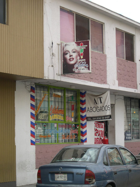 Chihuahua - Marilyn Monroe, view #1