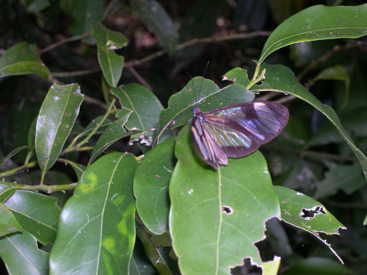 Iguazu Falls - butterfly