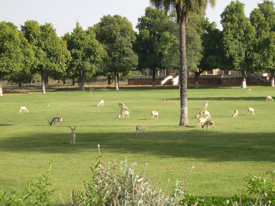 Akbar's Tomb, Agra
