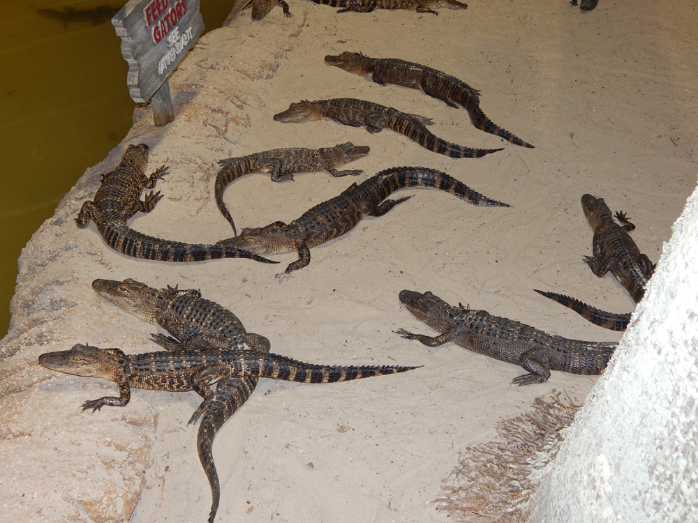 gators, Orlando Florida