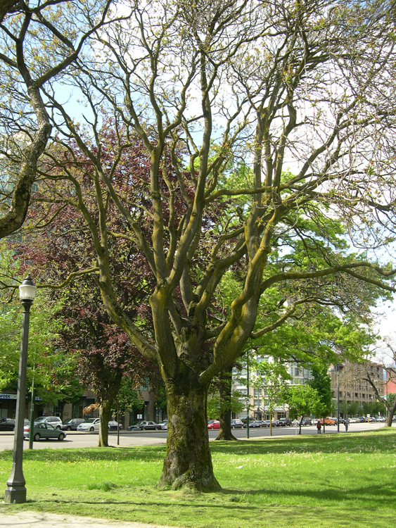 Vancouver - Railway Station park