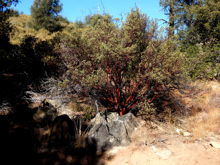 California State Route 79 near Deescanso - manzanita