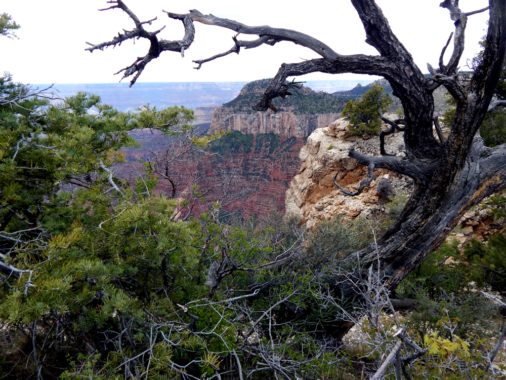 Grand Canyon, Arizona - North Rim