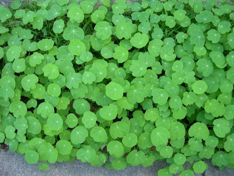 Berkeley, California greenery