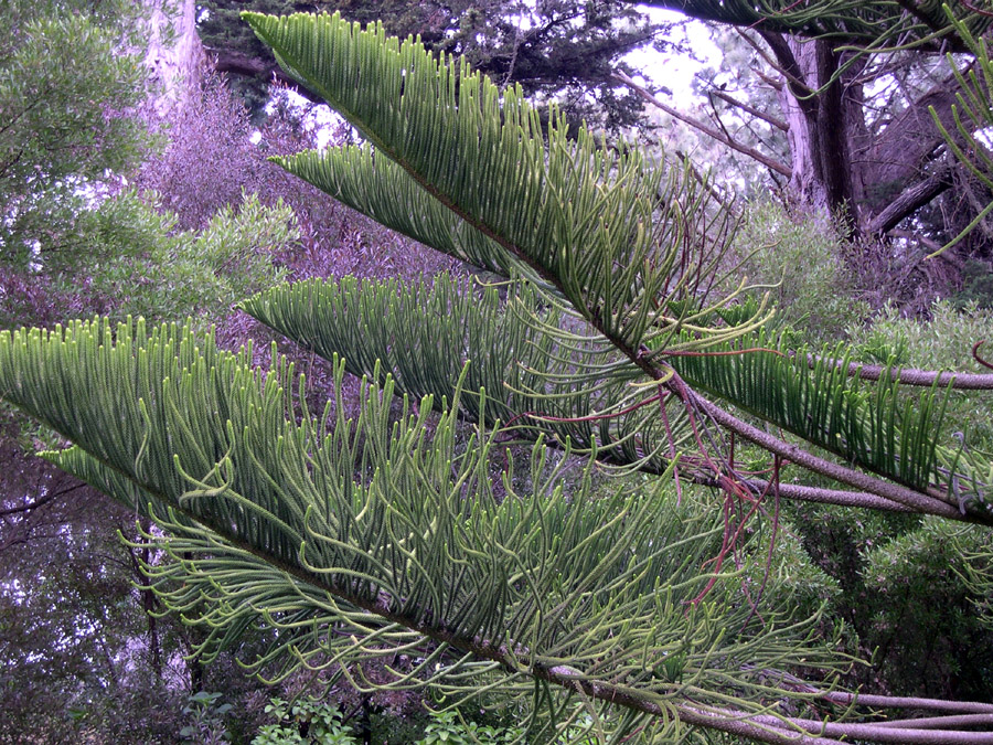 San Francisco Golden Gate Park