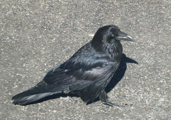 Bryce Canyon National Park - raven closeup